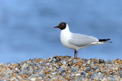 Black-headed gull
